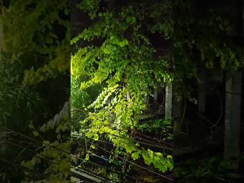 #Rain#barish#home#enjoy