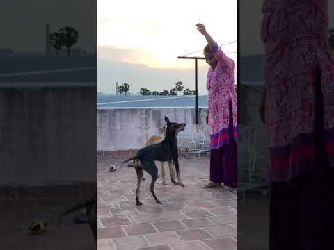 Fantastic Dog Jump | Native dog breeds of Tamil Nadu | Kanni Chippiparai Dog