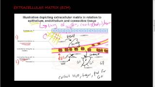 #36- Extracellular matrix (ECM) 1 of 2 - function of ECM and its components, collagen