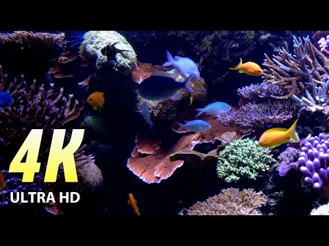 4K ULTRA HD: You are in the Beautiful underwater world, lively colorful fish, calm relaxing music.