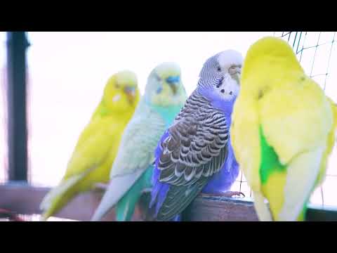 Make Your Budgie Groove: Happy Tunes for When You're Away