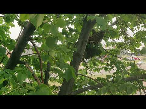 Swarm of Bees Migrating