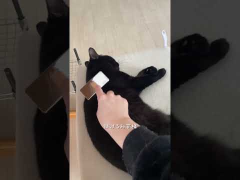 ツヤ美肌サロン　#猫 #ネコズ #ねこ #cat