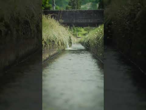 RICE475 - 田んぼの周りには豊かな水が流れています🌾🫧