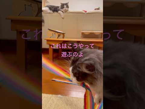 遊び方を教える母猫#親子猫#母猫#ノルウェージャンフォレストキャット #猫のいる幸せ