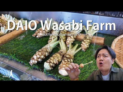 Daio Wasabi Farm : เที่ยวชมฟาร์มวาซาบิ เดย์ทริปสั้นๆ ใครๆ ก็ไปได้ [VLOG]