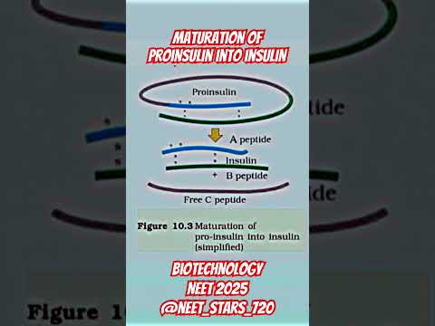 Maturation of Proinsulin into Insulin #motivation #mediconeet #biology #success #neet #doctor#shorts