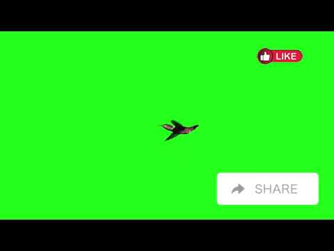 Birds with Incredible Abilities You Won't Believe | Avery Bliss