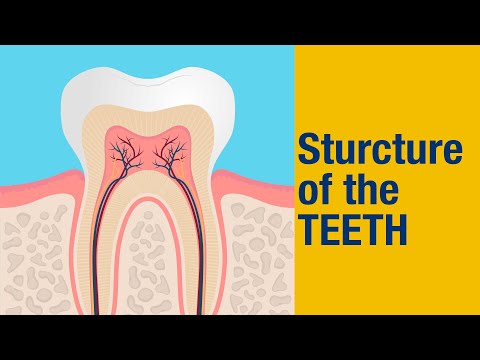 ICSE/SCIENCE/CLASS 4/CHAPTER 2/TEETH  TO TREASURE/STRUCTURE OF THE TEETH