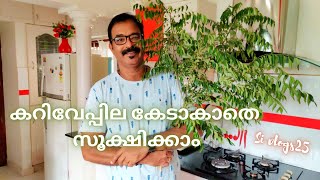 കറിവേപ്പില കേടു കൂടാതെ സൂക്ഷിക്കാം / How To Keep Curry Leaves Fresh For Long