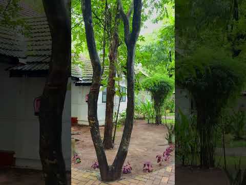 Nihara resort #nihara #resorts #ambience #feelgoodvibes #travel #photography #love #nature #vlog