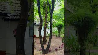 Nihara resort #nihara #resorts #ambience #feelgoodvibes #travel #photography #love #nature #vlog