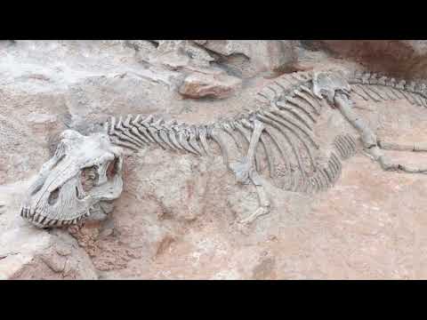 Feathered Dinosaurs Documentary