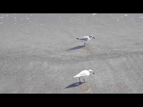 Terns on Beach