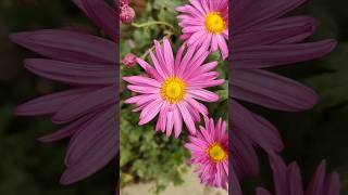 🌸🌼🏵️ #flower #flowergarden #flowerslovers #nature #natureza #naturelovers #igflowers #igaddict