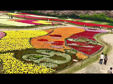 なばなの里 桜とチューリップ