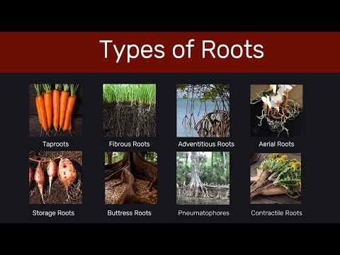 Types of Roots | Types of roots in plants| Roots Classification | Root | Biology