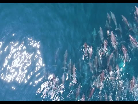 長崎縣南島原市-賞海豚(dolphin seen from the sky)