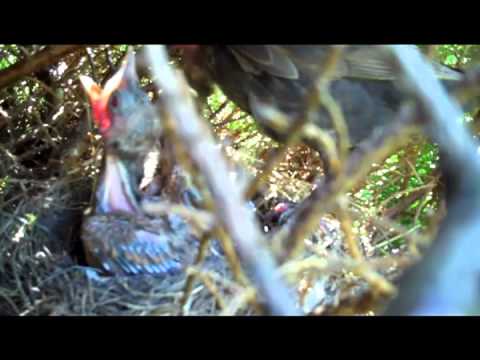 Sannerville - France - Normandy - Baby birds, Grives Chicks being fed in nest