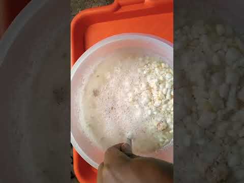 Fermenting chicken feed using corn(maize) 👍 good for chickens