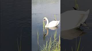 #łabędźniemy #swan #bird #ptakiwodne #natura #maj2025