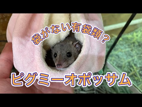 可愛いピグミーオポッサムちゃん！(熱帯倶楽部　東川口本店)