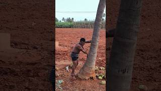 We harvest coconuts from this coconut tree after 100 days#shortvideo#coconut #viral#tamil#viralvideo