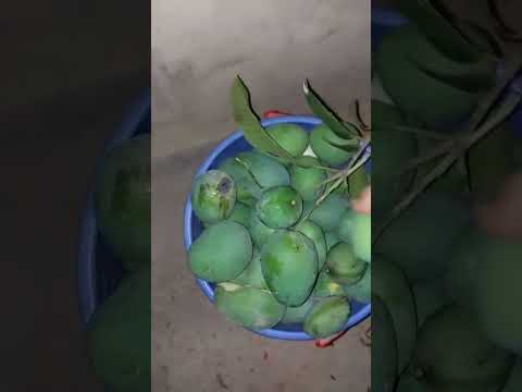 অপারেশন আমলাইট 🥭🔍
