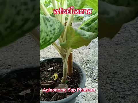 อโกลนีมา ทรัพย์ไพศาล