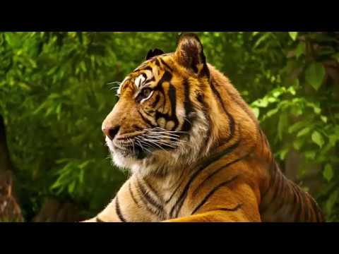TOP 10 Rarest Animals