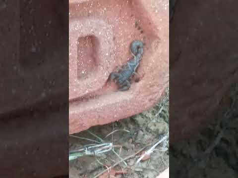 Shahpura bichhi ke Billi hamen BhojpuriShahpura bichhi ke Billi hamen Bhojpuri