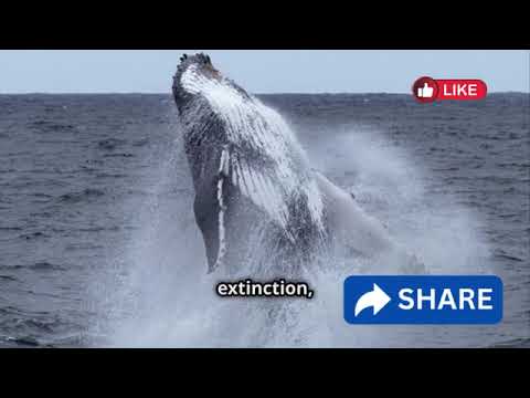 Rare and Endangered Species Making an Incredible Comeback | Avery Bliss