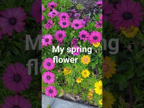 chrysanthemum flowers l From my garden l San Jose , California #malayalam #kerala #usamalayali