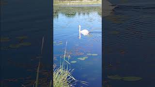 #łabędzienieme #ptakiwodne #bird#waterbirds #ptaki #swan #maj2025