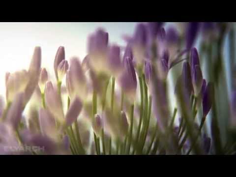 Summer bloom: agapanthus, 3D CG