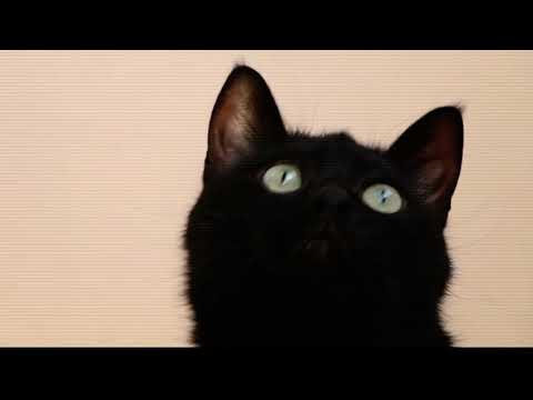 cat project updated - Liya July 25