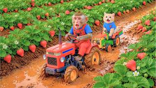 Monkey Farmer Drives Tractor to Harvest Strawberries with Tiny Cat and Solves a Muddy Problem