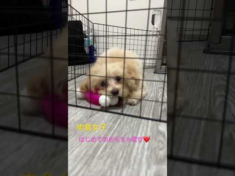 我が家のもふもふ犬（昨日来たばかり）