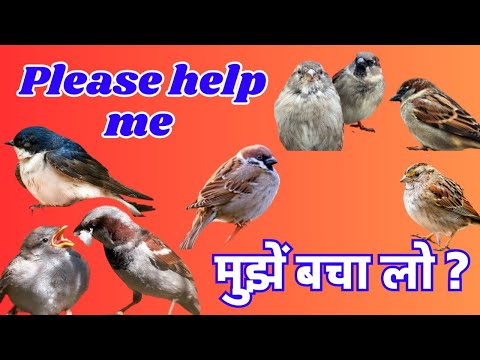 गौरैया चिड़िया | Sparrow Birds | Little Bird’s | Save Sparrow |