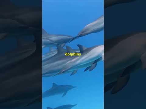 "Marine vs. Land Predators: Surprising Similarities!"