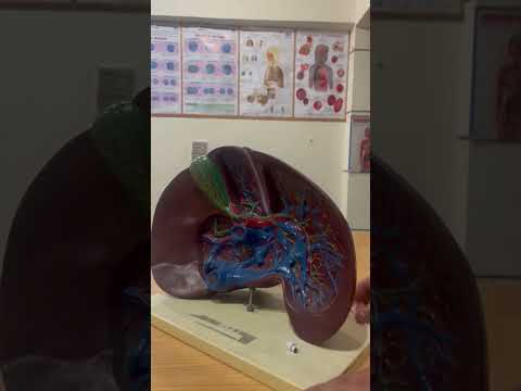 diaphragm anatomy #3d #medicosphere #anatomy #viral #shorts #physiology #diaphragm #medicos #science