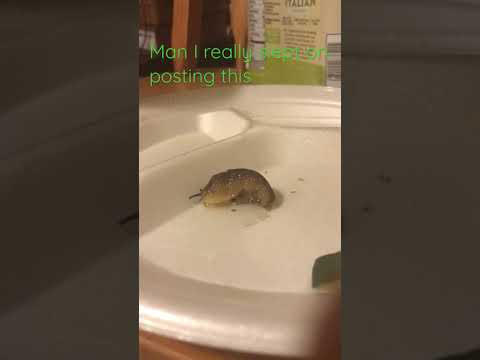 Slug with battle damage