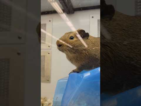 petsmart#animals#parkour