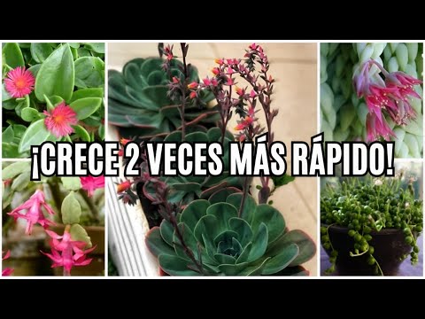 ¡EL SECRETO para que tus suculentas crezcan 2 veces MÁS RÁPIDO!