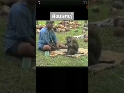 สำหรับคนทุนน้อย..เครดิตฟรี50  ใต้คอมเม้นต์เลยจ้า