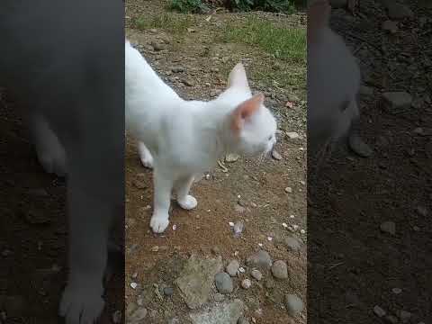 missing cut#shortvideo #cutecat