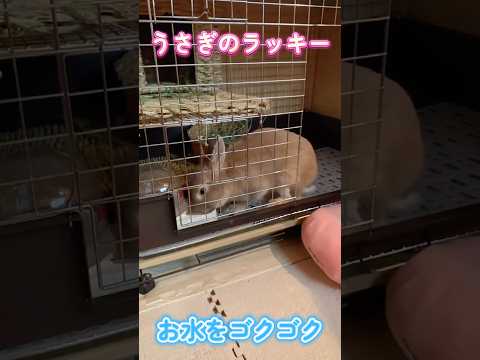 【懐かしい思い出】1歳頃の水飲みうさぎ #rabbit #うさぎ