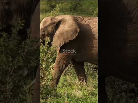The Largest Animal Revealed! #animalfacts  #elephants  #shorts