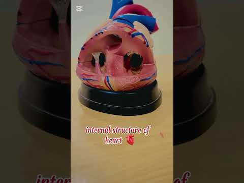 cardiac anatomy in 3d animations by medicosphere 🩺.#anatomy models #physiology#3d#medical #medicos