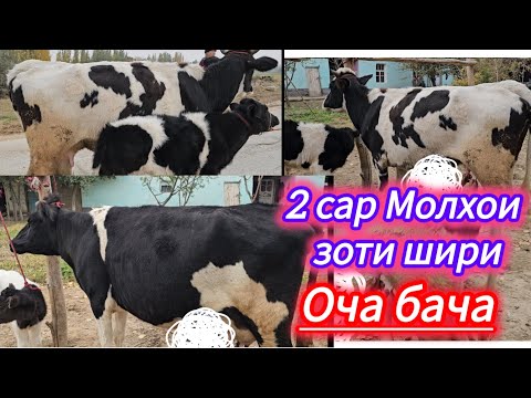 2 САР ОЧА БАЧА 1 НОЯБР ХУДИ ХОЗИР БУРОМАД